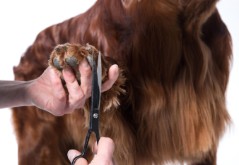 Corte de Pelo Canino en Vicente López Imagen de baño y peluquería canina